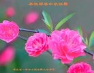 ֹ,󷨵ӹףʦ(24)