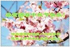 ֹ,󷨵ӹףʦ(24)