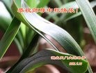 ֹ,󷨵ӹףʦ(26)