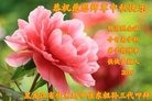 法轮功,佳木斯大法弟子恭祝师尊中秋快乐(24条)