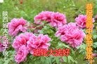 法轮功,陕西大法弟子恭祝师尊中秋快乐(25条)