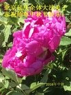 ֹ,󷨵ӹףʦ(24)
