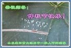 法轮功,山东大法弟子恭祝师尊中秋快乐(30条)