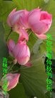 ֹ,д󷨵ӹףʦ(23)