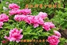 ֹ,մ󷨵ӹףʦ(26)