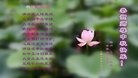法轮功,北京大法弟子恭祝师尊中秋快乐(24条)