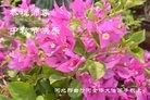 ֹ,ӱ󷨵ӹףʦ(31)