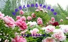 ֹ,󷨵ӹףʦ(28)