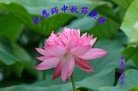 法轮功,长春大法弟子恭祝师尊中秋快乐(28条)