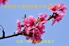 法轮功,陕西大法弟子恭祝师尊中秋快乐(23条)