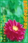 法轮功,河南大法弟子恭祝师尊中秋好(21条)
