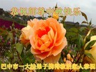 ֹ,Ĵ󷨵ӹףʦ(21)
