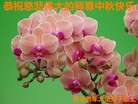 Published on 9/15/2016 ���ֹ�,��½�󷨵��ӹ�ףʦ���������(29��)
