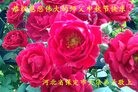 ֹ,󷨵ӹףʦ(26)
