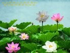 法轮功,廊坊大法弟子恭祝师尊中秋快乐(22条)
