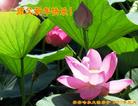 ֹ,󷨵ӹףʦ(24)