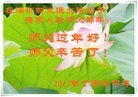 法轮功,广东大法弟子恭祝师尊新年好(27条)