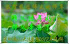 法轮功,广东大法弟子恭祝师尊新年好(27条)