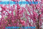 法轮功,山西大法弟子恭祝师尊新年好(21条)