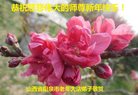 法轮功,山西大法弟子恭祝师尊新年好(21条)