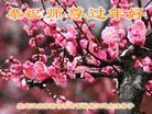 法轮功,齐齐哈尔大法弟子恭祝师尊新年好(17条)