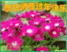 法轮功,河南大法弟子恭祝师尊新年好(21条)
