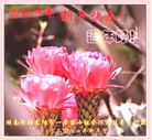 法轮功,湖南大法弟子恭祝师尊新年好(21条)