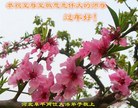 ֹ,ӱ󷨵ӹףʦ(19)