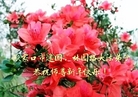 ֹ,żҿڴ󷨵ӹףʦ(23)