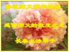 ֹ,ʡ󷨵ӹףʦ(18)