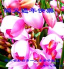 ���ֹ�,�ɶ��󷨵��ӹ�ףʦ�������(23��)