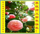 ֹ,Ĵ󷨵ӹףʦ(21)