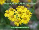 ֹ,󷨵ӹףʦ(20)