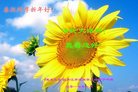 法轮功,黑龙江大法弟子恭祝师尊新年好(22条)