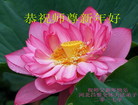 法轮功,河北大法弟子恭祝师尊新年好(19条)