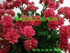 法轮功,保定大法弟子恭祝师尊新年好(22条)