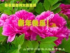 法轮功,山西大法弟子恭祝师尊新年好(22条)
