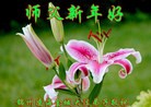 法轮功,锦州大法弟子恭祝师尊新年好(26条)