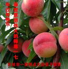 法轮功,吉林市大法弟子恭祝师尊新年好(20条)
