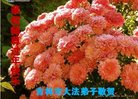 ֹ,д󷨵ӹףʦ(20)
