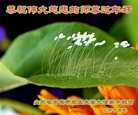 Published on 1/25/2017 ���ֹ�,��½�󷨵��ӹ�ףʦ�������(25��)