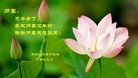 法轮功,郑州大法弟子恭祝师尊新年好(25条)