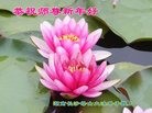 ֹ,ɳ󷨵ӹףʦ(20)
