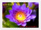法轮功,陕西大法弟子恭祝师尊新年好(25条)