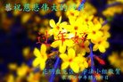 法轮功,云南大法弟子恭祝师尊新年好(18条)