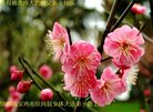 法轮功,陕西大法弟子恭祝师尊新年好(25条)