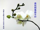 法轮功,内蒙古大法弟子恭祝师尊新年好(26条)