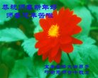 法轮功,河南大法弟子恭祝师尊新年好(21条)