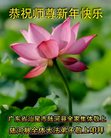 法轮功,广东大法弟子恭祝师尊新年好(21条)