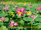 法轮功,山西大法弟子恭祝师尊新年好(25条)